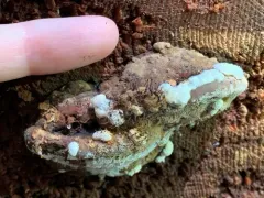 Melanospora lagenaria thumbnail 2