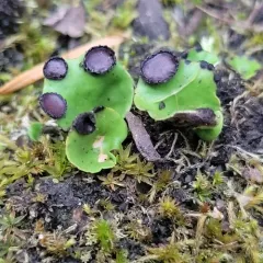 fan pelt lichen thumbnail 4
