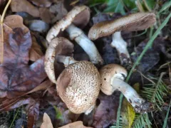 Agaricus subrufescentoides thumbnail 2