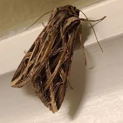Girdler Moth thumbnail 3