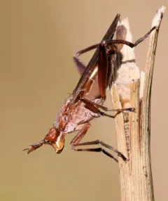 Sepedon fuscipennis thumbnail 4