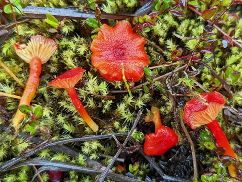 Waisted Waxcap