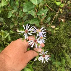 Lindley's Aster thumbnail 3