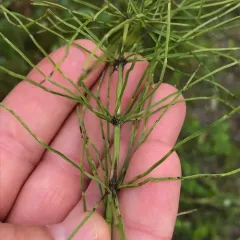 field horsetail thumbnail 4