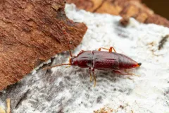 Trigonurus sharpi thumbnail 1
