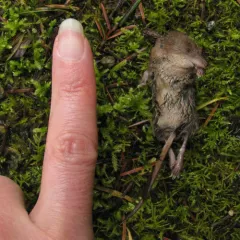 Vagrant Shrew thumbnail 2