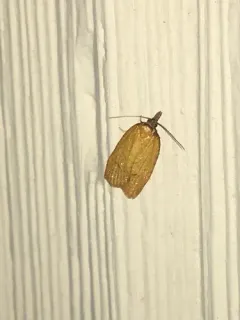 Distinct Sparganothis Moth thumbnail 2
