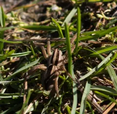 Dotted Wolf Spider thumbnail 1