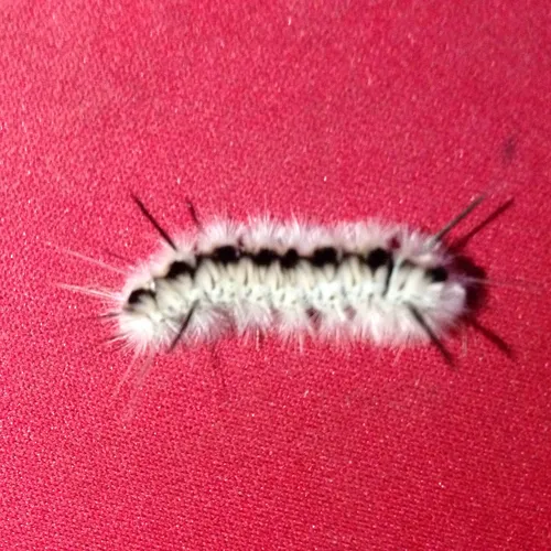 Hickory Tussock Moth
