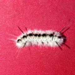Hickory Tussock Moth thumbnail 1