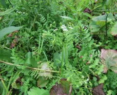 cutleaf water parsnip thumbnail 3