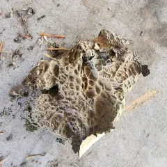 Lobaria anthraspis thumbnail 3