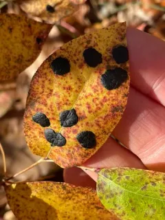 Rhytisma decolorans thumbnail 1