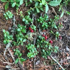Lingonberry thumbnail 4