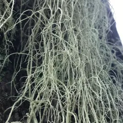 Fishbone Beard Lichen thumbnail 4
