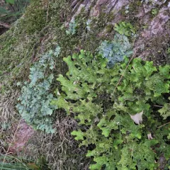 Smooth Lungwort thumbnail 2