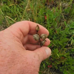 Yellow Rattle thumbnail 3