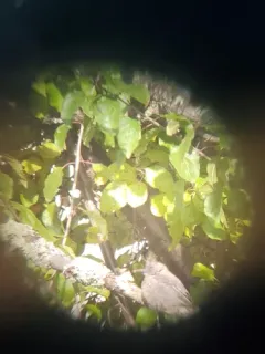 Phainopepla thumbnail 2