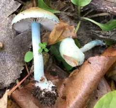 Blue Roundhead thumbnail 1