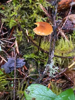 Xeromphalina cirris thumbnail 2