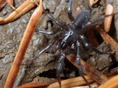 Hexura picea thumbnail 2