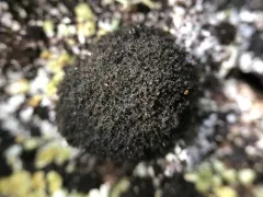 Rock Hairball Lichen thumbnail 2