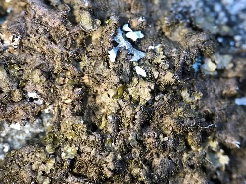 Smoked Camouflage Lichen