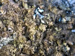 Smoked Camouflage Lichen thumbnail 1