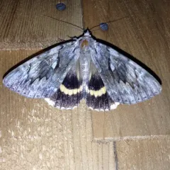 Yellow-banded Underwing thumbnail 2