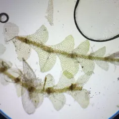 Bog Pouchwort thumbnail 2