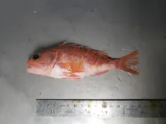Blackbelly Rosefish thumbnail 2
