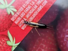 Lined Earwig thumbnail 3