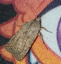 Pale Mottled Willow Moth thumbnail 3