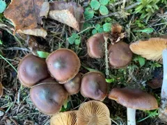 Cortinarius roseomyceliosus thumbnail 1