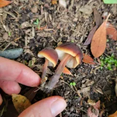 Cucumber Cap thumbnail 4