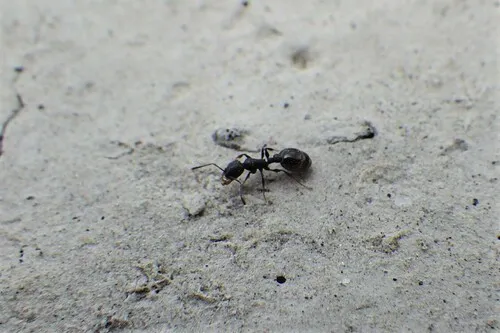 Temnothorax tricarinatus