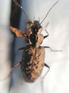 Sericoda quadripunctata thumbnail 3