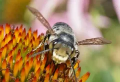 Petulant Leafcutter Bee thumbnail 2