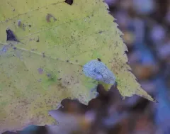 Basswood Round-blotch Miner Moth thumbnail 3