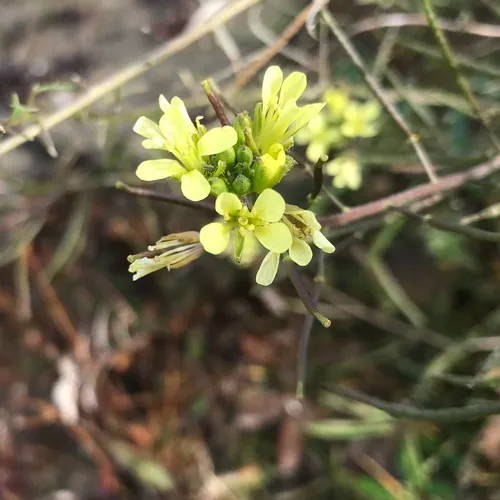 Hairy Rocket