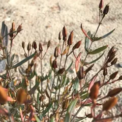 Kalm's St. John's-wort thumbnail 5