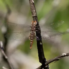 Spot-winged Glider thumbnail 2