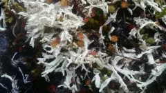 Kanewski's Pixie-cup Lichen thumbnail 2