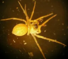 Pocadicnemis pumila thumbnail 4