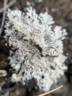 Buellia elegans thumbnail 2