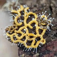 Polycephalomyces tomentosus thumbnail 4