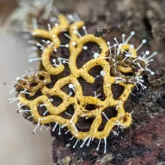 Pretzel slime mold thumbnail 2