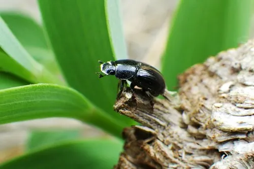 Pond Litter Beetle