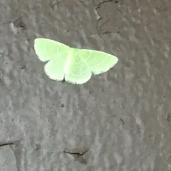 Wavy-lined Emerald thumbnail 3