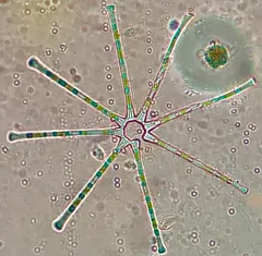 Asterionella formosa thumbnail 3
